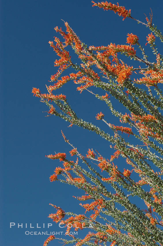 Flower detail on a blooming Ocotillo, springtime. Joshua Tree National Park, California, USA, Fouquieria splendens, natural history stock photograph, photo id 09167