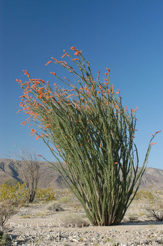Ocotillo ablaze with springtime flowers. Ocotillo is a dramatic succulent, often confused with cactus, that is common throughout the desert regions of American southwest. Joshua Tree National Park, California, USA, Fouquieria splendens, natural history stock photograph, photo id 09161
