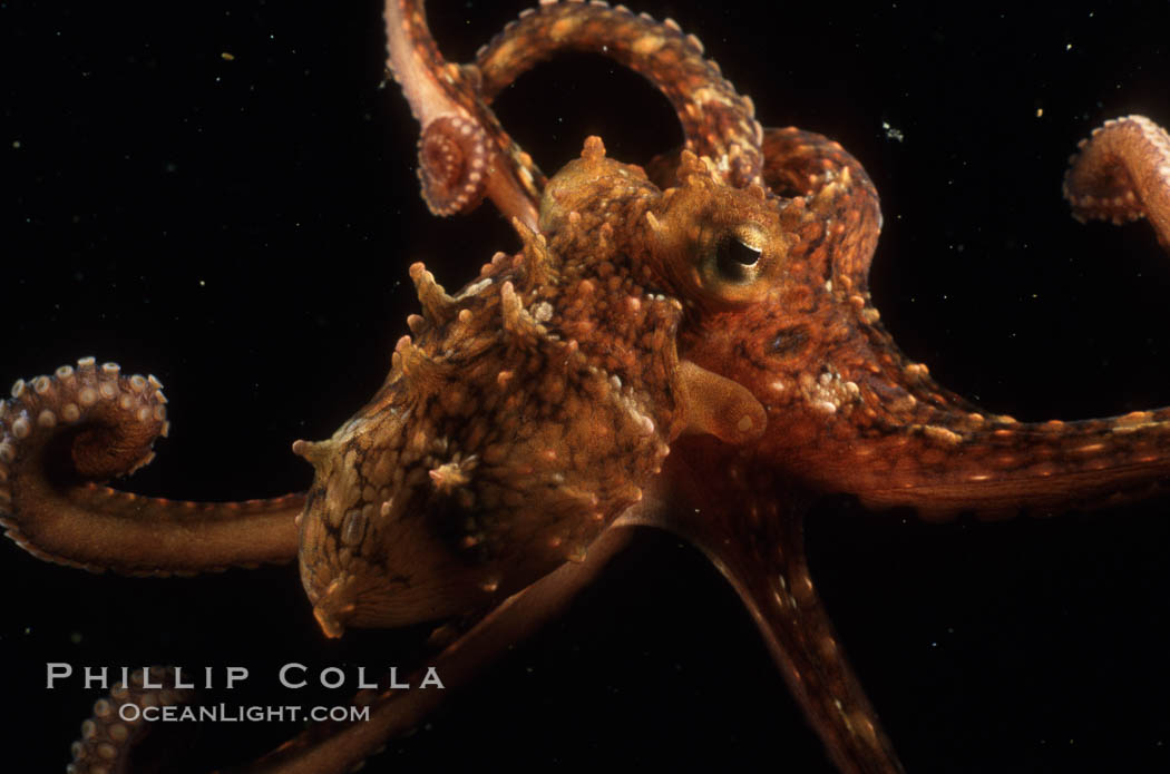 Octopus. Catalina Island, California, USA, Octopus, natural history stock photograph, photo id 07021
