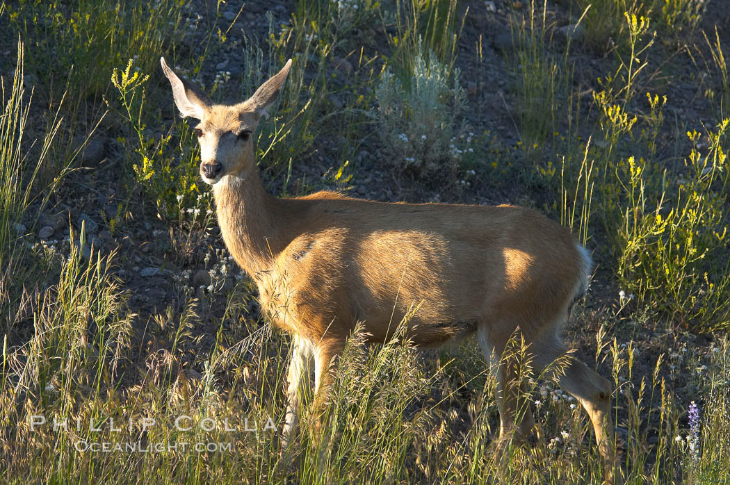 Black-tail deer (mule deer). Lamar Valley, Yellowstone National Park, Wyoming, USA, Odocoileus hemionus, natural history stock photograph, photo id 13098
