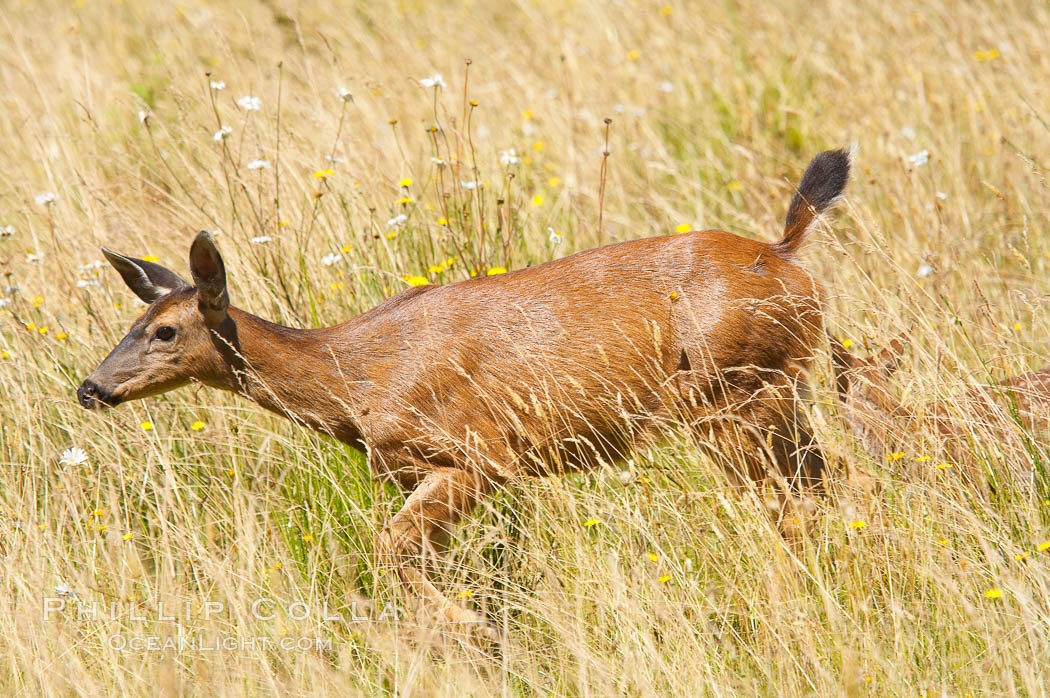 Black-tail deer (mule deer), female, summer. Lake Crescent, Olympic National Park, Washington, USA, Odocoileus hemionus, natural history stock photograph, photo id 13772
