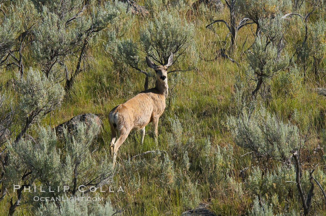 Black-tail deer (mule deer). Lamar Valley, Yellowstone National Park, Wyoming, USA, Odocoileus hemionus, natural history stock photograph, photo id 13101