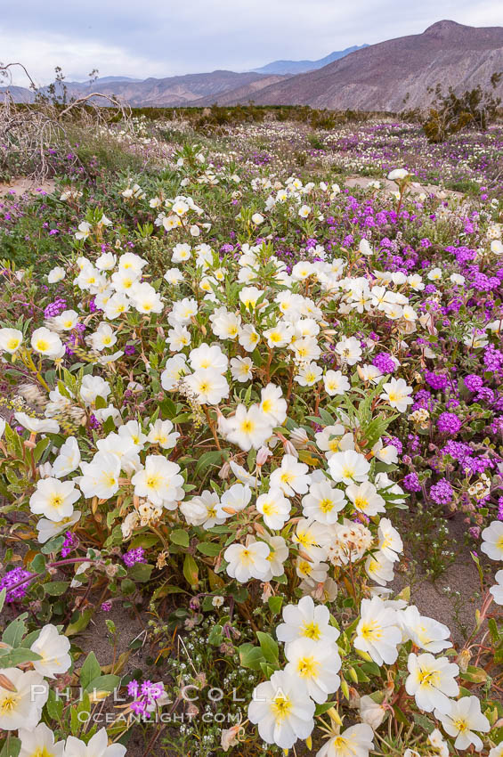 Dune primrose blooms in spring following winter rains.  Dune primrose is a common ephemeral wildflower on the Colorado Desert, growing on dunes.  Its blooms open in the evening and last through midmorning.  Anza Borrego Desert State Park. Anza-Borrego Desert State Park, Borrego Springs, California, USA, Oenothera deltoides, natural history stock photograph, photo id 10478