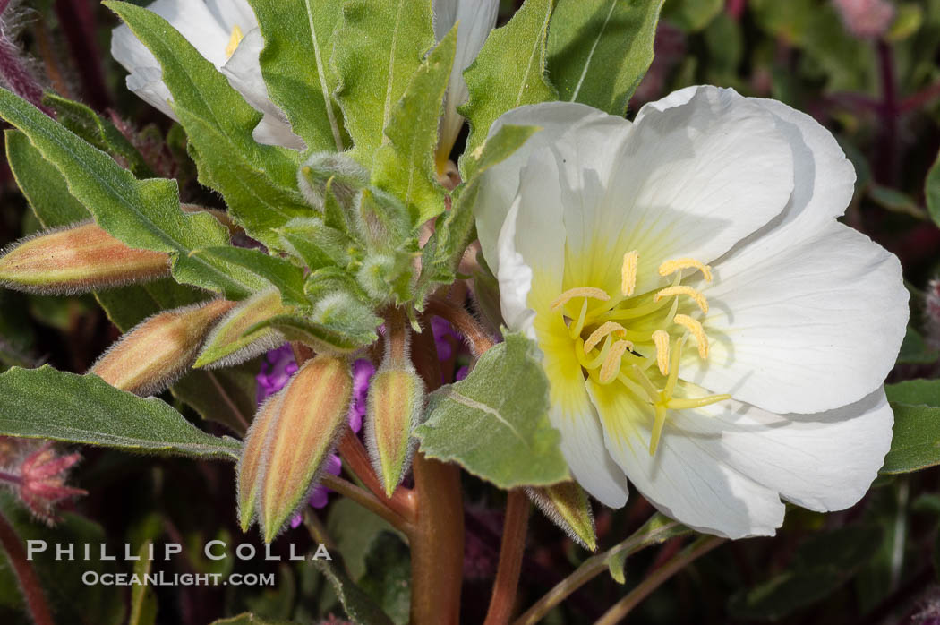 Dune primrose blooms in spring following winter rains.  Dune primrose is a common ephemeral wildflower on the Colorado Desert, growing on dunes.  Its blooms open in the evening and last through midmorning.  Anza Borrego Desert State Park., Oenothera deltoides, natural history stock photograph, photo id 10505
