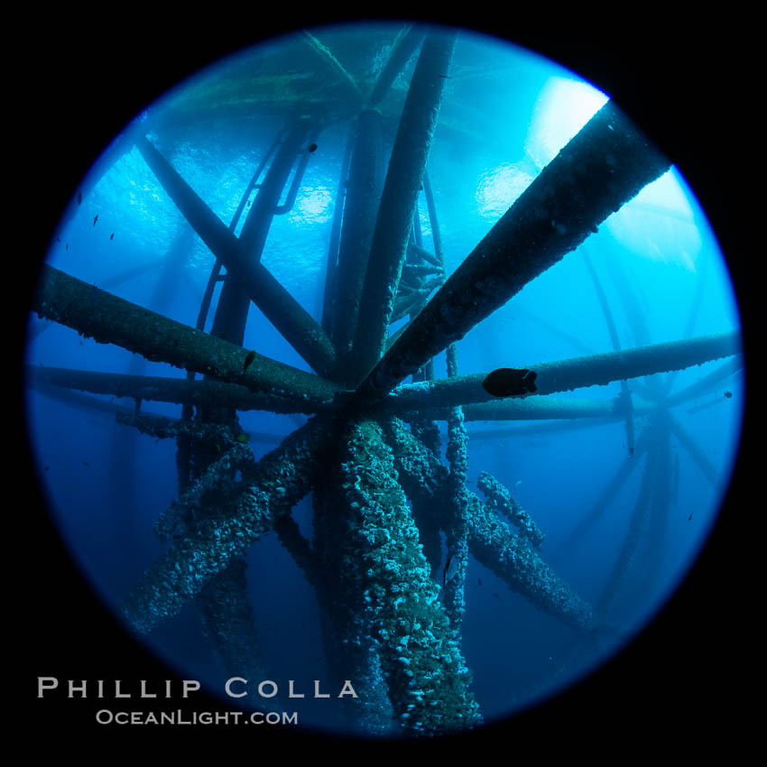 Oil Rig Ellen and Elly, Underwater Structure. Long Beach, California, USA, natural history stock photograph, photo id 34657