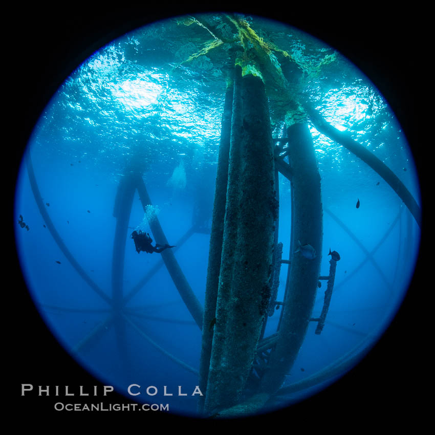 Oil Rig Ellen and Elly, Underwater Structure. Long Beach, California, USA, natural history stock photograph, photo id 34665