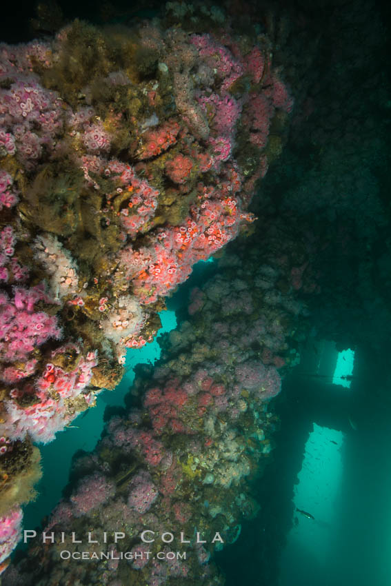 Oil Rig Eureka, Underwater Structure and invertebrate Life. Long Beach, California, USA, Corynactis californica, natural history stock photograph, photo id 31074