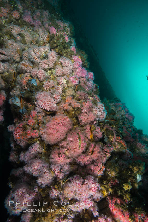 Oil Rig Eureka, Underwater Structure and invertebrate Life. Long Beach, California, USA, Corynactis californica, natural history stock photograph, photo id 31078