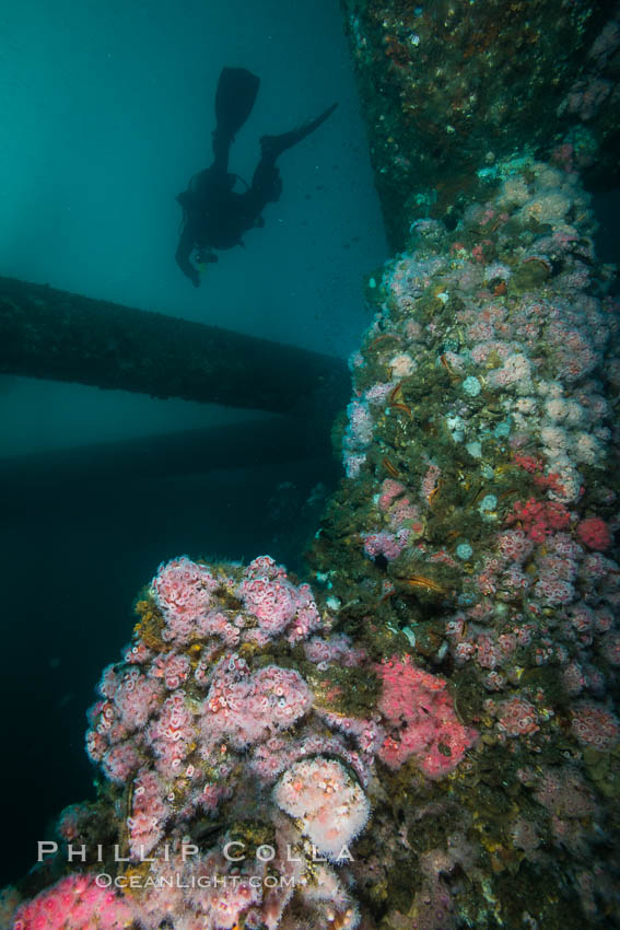 Oil Rig Eureka, Underwater Structure and invertebrate Life. Long Beach, California, USA, Corynactis californica, natural history stock photograph, photo id 31076