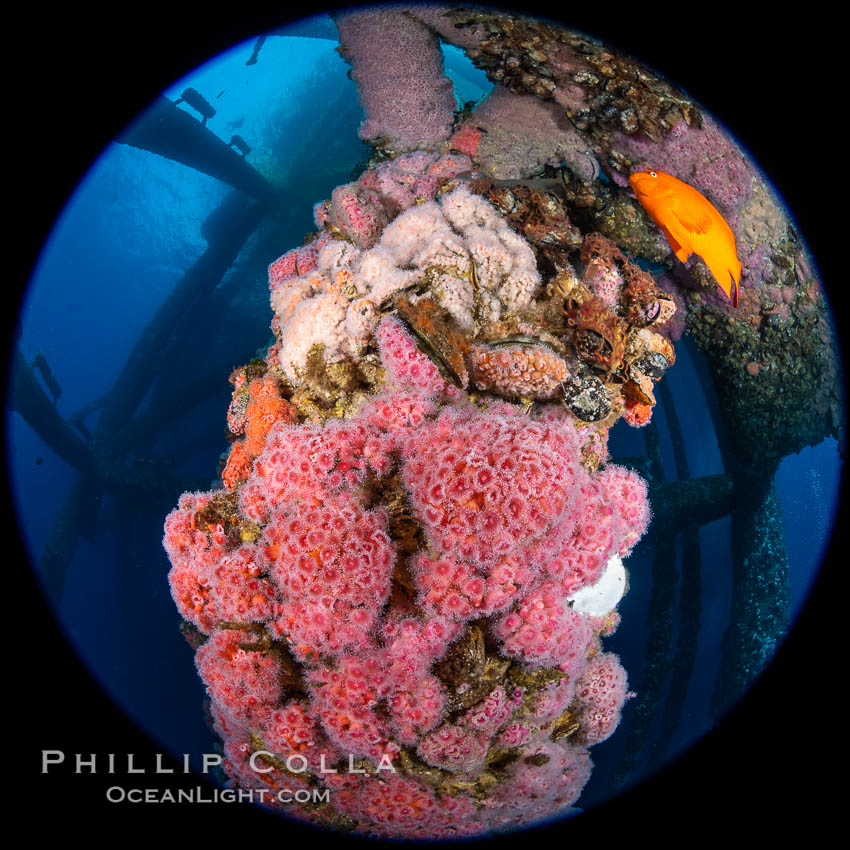 Oil Rig Eureka, Underwater Structure and invertebrate Life. Long Beach, California, USA, Corynactis californica, natural history stock photograph, photo id 34664