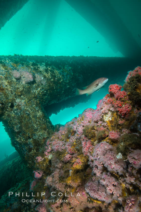 Oil Rig Eureka, Underwater Structure and invertebrate Life. Long Beach, California, USA, Corynactis californica, natural history stock photograph, photo id 31075