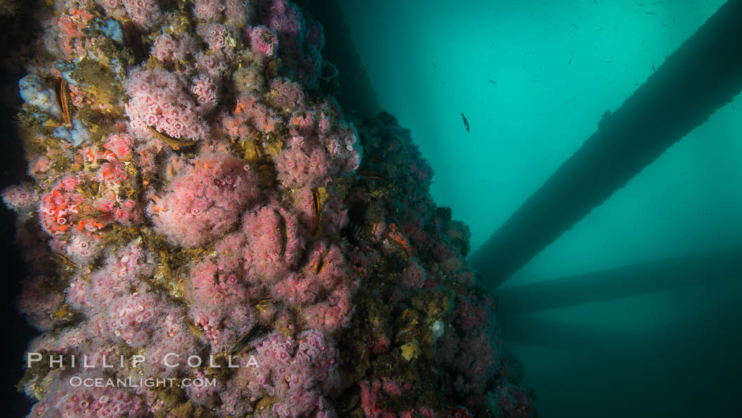 Oil Rig Eureka, Underwater Structure and invertebrate Life. Long Beach, California, USA, Corynactis californica, natural history stock photograph, photo id 31079