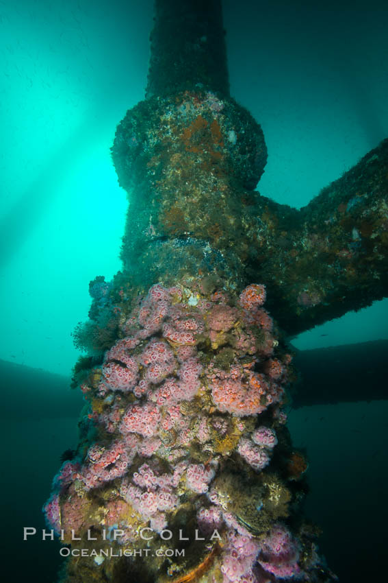 Oil Rig Eureka, Underwater Structure and invertebrate Life. Long Beach, California, USA, Corynactis californica, natural history stock photograph, photo id 31073