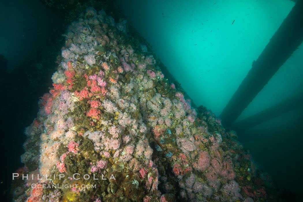 Oil Rig Eureka, Underwater Structure and invertebrate Life. Long Beach, California, USA, Corynactis californica, natural history stock photograph, photo id 31077