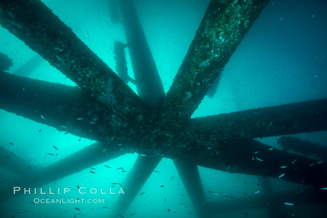 Oil Rig Eureka, Underwater Structure. Long Beach, California, USA, natural history stock photograph, photo id 31082