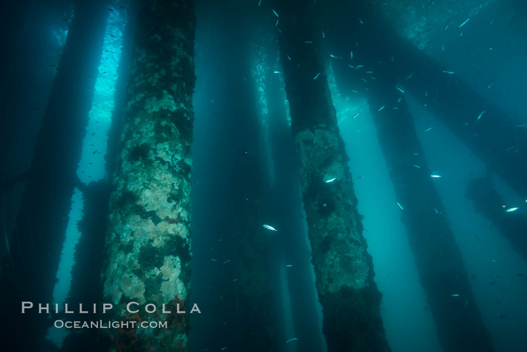 Oil Rig Eureka, Underwater Structure. Long Beach, California, USA, natural history stock photograph, photo id 31083