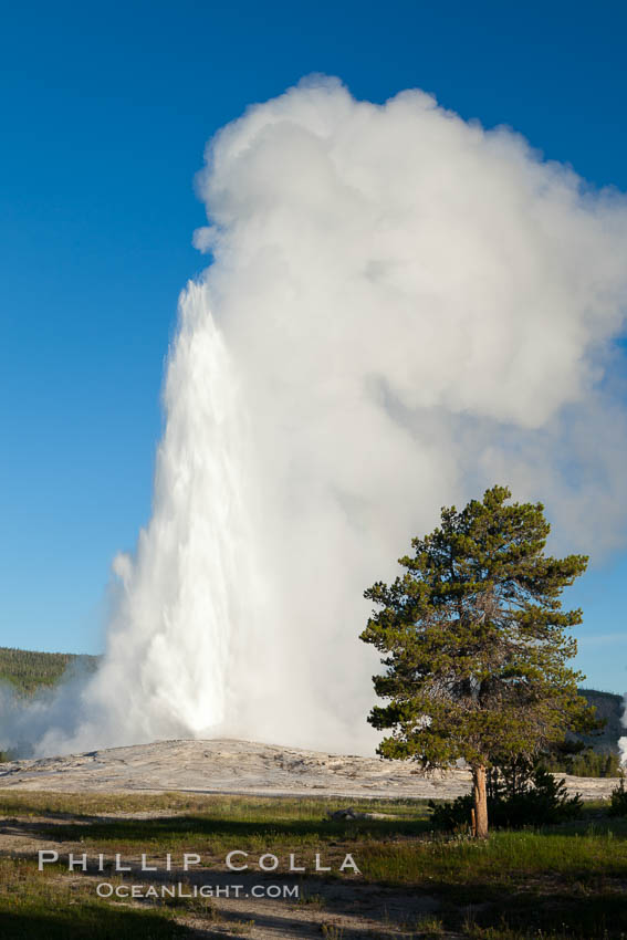 Old Faithful geyser, sunrise.  Reaching up to 185' in height and lasting up to 5 minutes, Old Faithful geyser is the most famous geyser in the world and the first geyser in Yellowstone to be named, Upper Geyser Basin, Yellowstone National Park, Wyoming