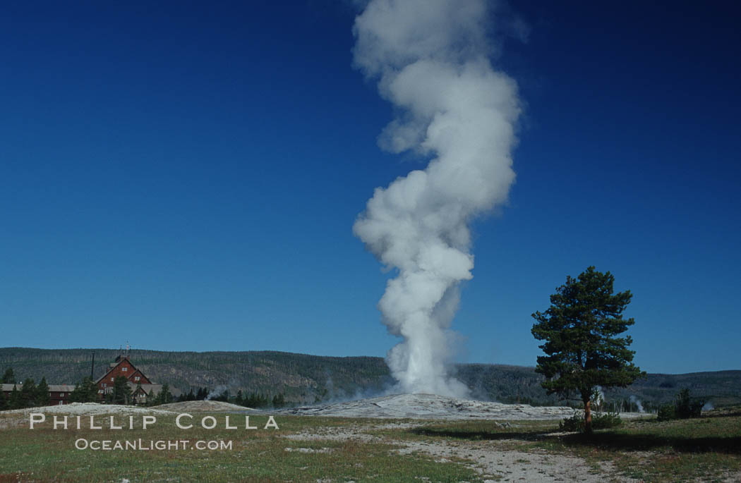 Old Faithful geyser during steam phase that follows the main eruption. Upper Geyser Basin, Yellowstone National Park, Wyoming, USA, natural history stock photograph, photo id 07192