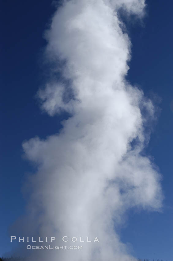 Steam billows from Old Faithful geyser as it cycles between eruptions. Sometimes the amount of steam is so voluminous that first-time visitors mistake it for a full eruption. Upper Geyser Basin, Yellowstone National Park, Wyoming, USA, natural history stock photograph, photo id 07308