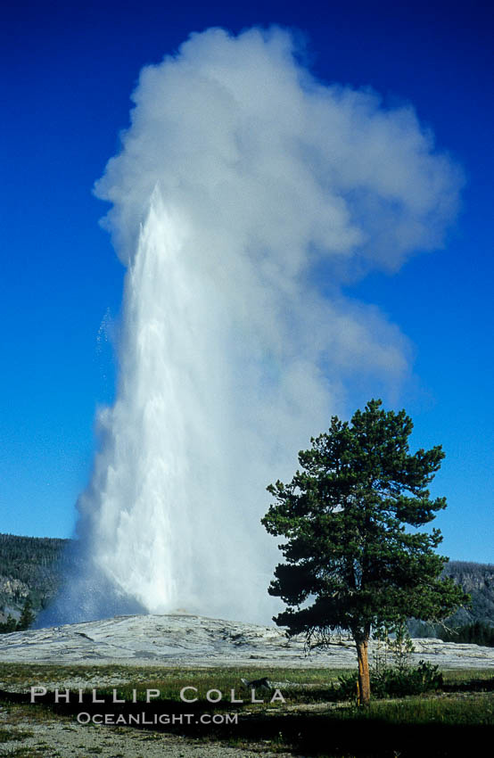 Old Faithful geyser, peak eruption. Upper Geyser Basin, Yellowstone National Park, Wyoming, USA, natural history stock photograph, photo id 07179