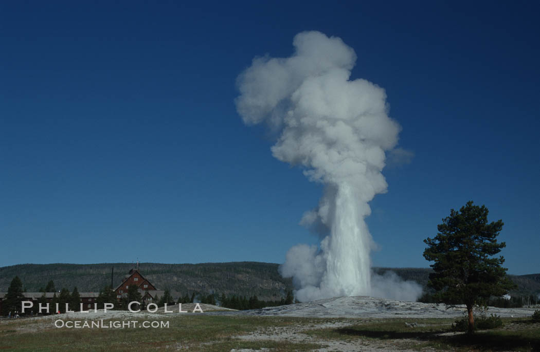 Old Faithful geyser at peak eruption. Upper Geyser Basin, Yellowstone National Park, Wyoming, USA, natural history stock photograph, photo id 07187