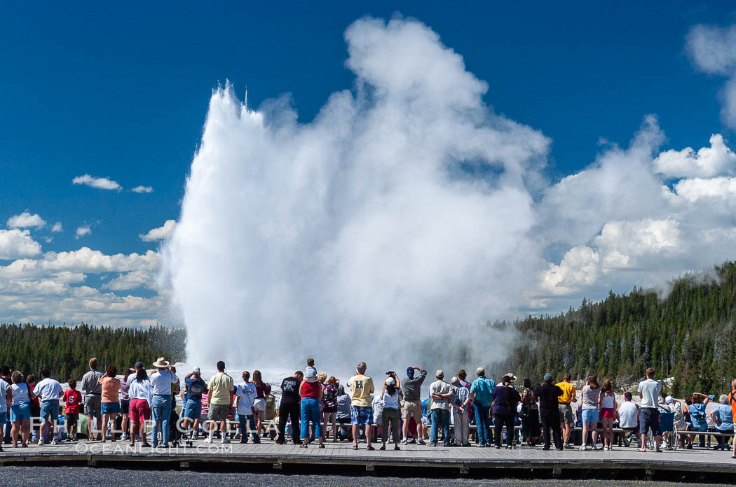 A crowd gathers to watch the worlds most famous geyser, Old Faithful, in Yellowstone National Park. Upper Geyser Basin, Wyoming, USA, natural history stock photograph, photo id 07195