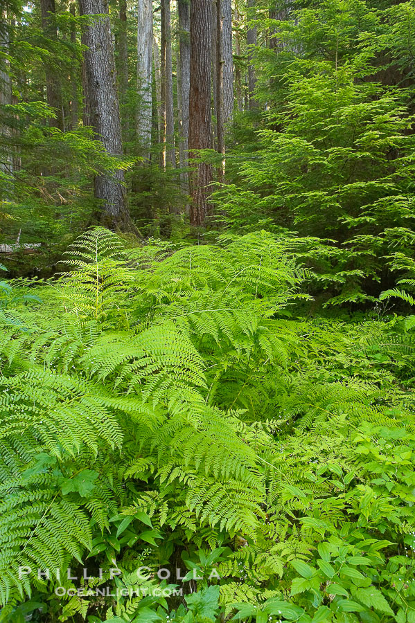 Old growth forest of douglas firs and hemlocks, with forest floor carpeted in ferns and mosses.  Sol Duc Springs., natural history stock photograph, photo id 13762