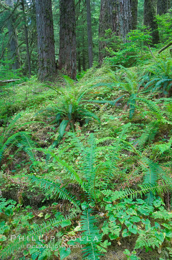 Old growth forest of douglas firs and hemlocks, with forest floor carpeted in ferns and mosses.  Sol Duc Springs. Olympic National Park, Washington, USA, natural history stock photograph, photo id 13756