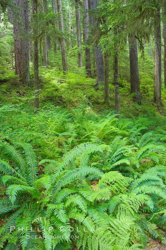 Old growth forest of douglas firs and hemlocks, with forest floor carpeted in ferns and mosses.  Sol Duc Springs. Olympic National Park, Washington, USA, natural history stock photograph, photo id 13757