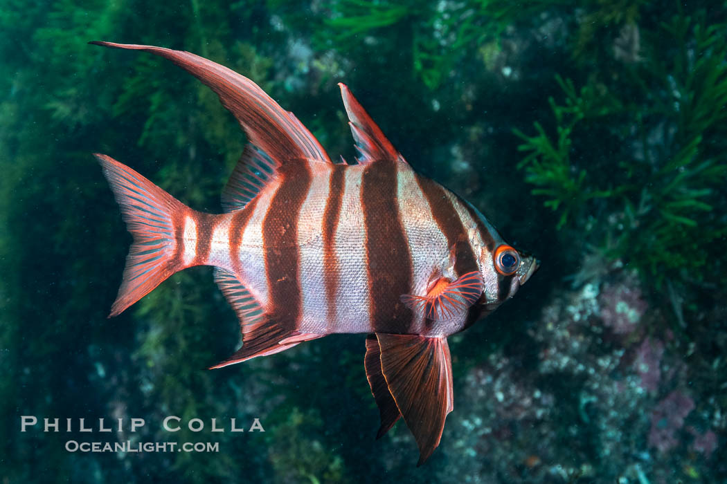 Old Wife, Enoplosus armatus, Kangaroo Island, South Australia., Enoplosus armatus, natural history stock photograph, photo id 39270