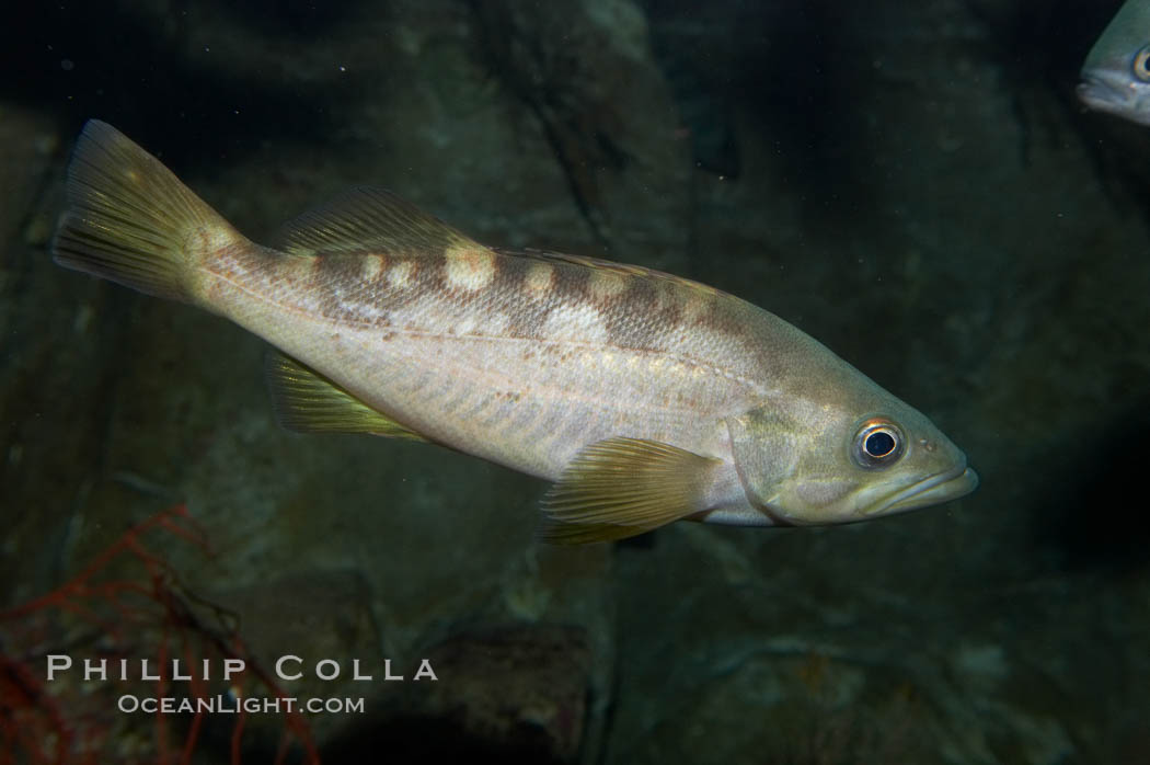 Olive rockfish., Sebastes serranoides, natural history stock photograph, photo id 11881