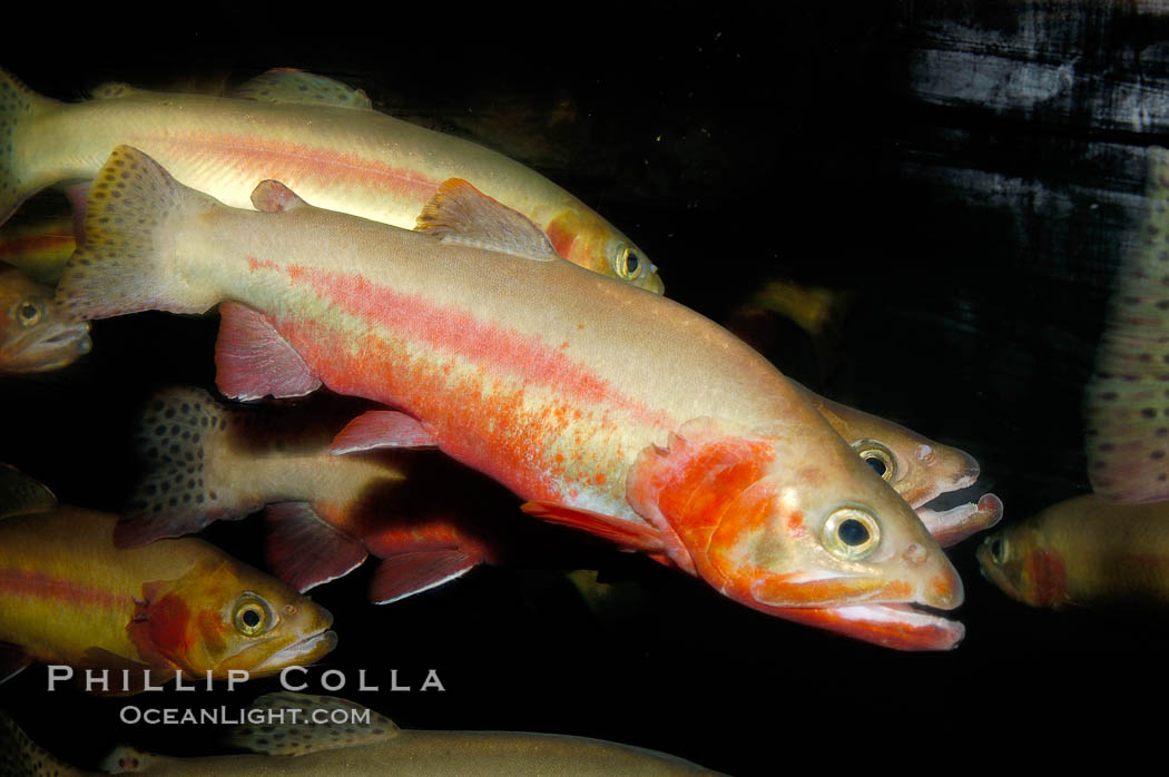 Golden trout., Oncorhynchus aguabonita, natural history stock photograph, photo id 09418