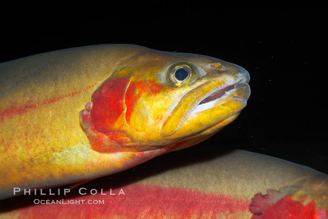 Golden trout., Oncorhynchus aguabonita, natural history stock photograph, photo id 14698