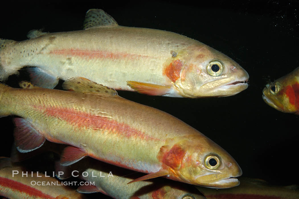 Golden trout., Oncorhynchus aguabonita, natural history stock photograph, photo id 09268