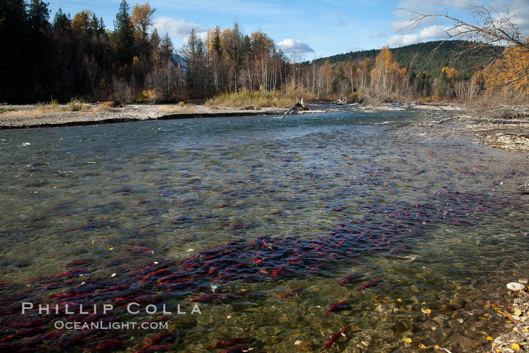 Sockeye salmon, swim upstream in the Adams River, traveling to reach the place where they hatched four years earlier in order to spawn a new generation of salmon eggs. Roderick Haig-Brown Provincial Park, British Columbia, Canada, Oncorhynchus nerka, natural history stock photograph, photo id 26190