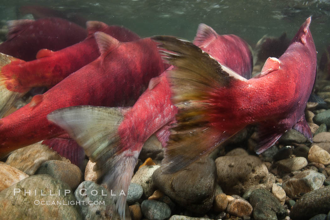 Sockeye salmon, migrating upstream in the Adams River to return to the spot where they were hatched four years earlier, where they will spawn, lay eggs and die, Oncorhynchus nerka, Roderick Haig-Brown Provincial Park, British Columbia, Canada