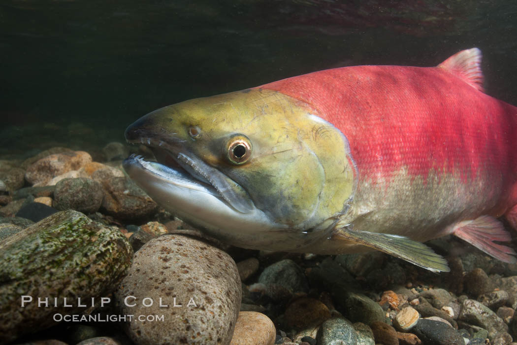 Adams River sockeye salmon.  A female sockeye salmon swims upstream in the Adams River to spawn, having traveled hundreds of miles upstream from the ocean. Roderick Haig-Brown Provincial Park, British Columbia, Canada, Oncorhynchus nerka, natural history stock photograph, photo id 26157