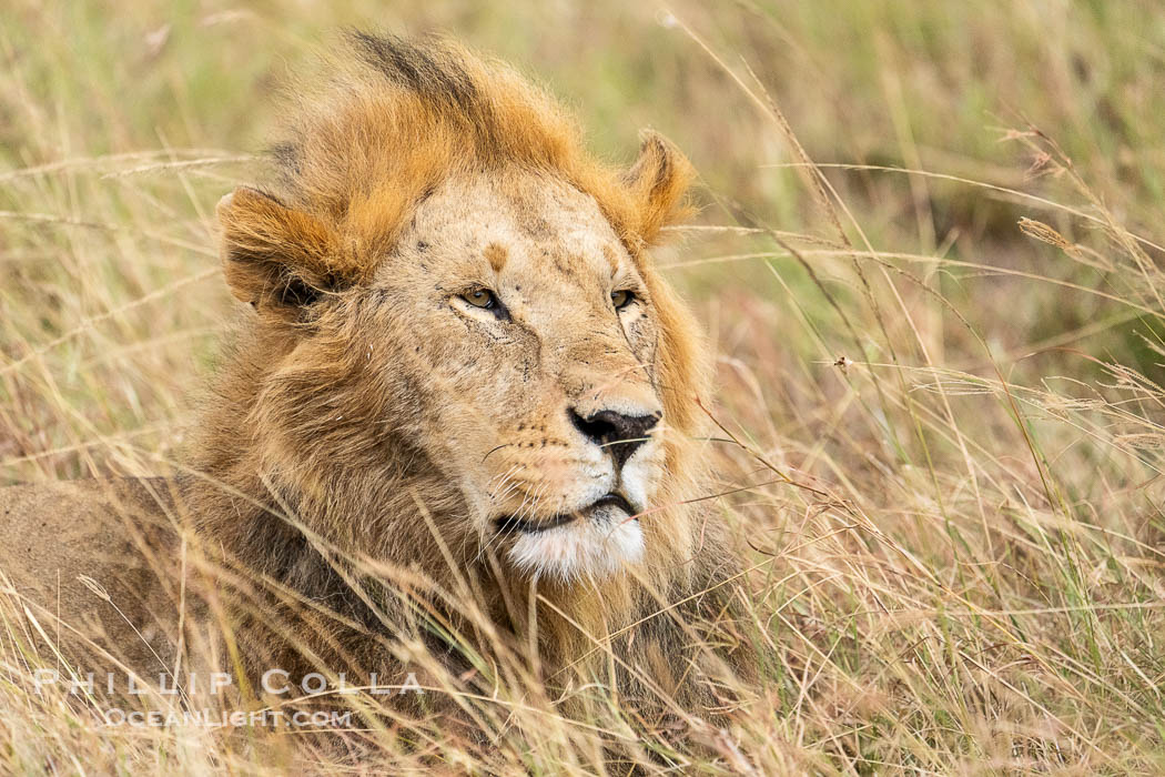 One of the male lions of the River Pride, Mara Triangle, Kenya. Mara North Conservancy, Panthera leo, natural history stock photograph, photo id 39704