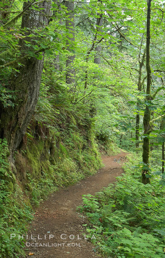 Hiking trails through a temperature rainforest in the lush green Columbia River Gorge. Oneonta Gorge, Columbia River Gorge National Scenic Area, Oregon, USA, natural history stock photograph, photo id 19359