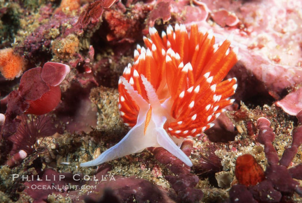 Nudibranch. San Miguel Island, California, USA, Hermissenda crassicornis, natural history stock photograph, photo id 01066