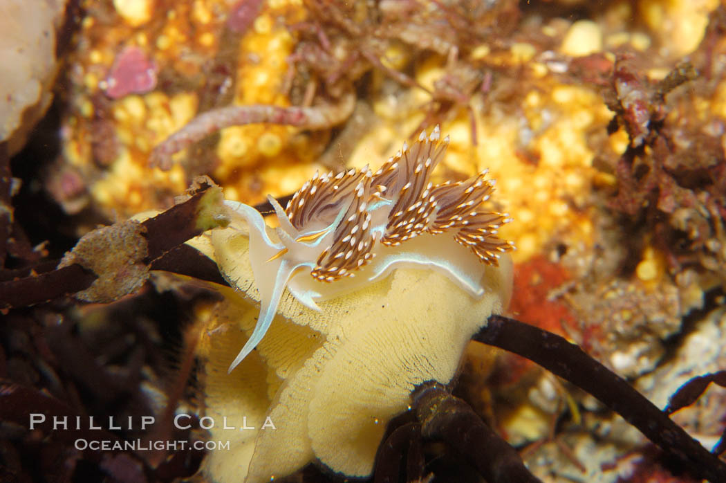 Aeolid nudibranch., Hermissenda crassicornis, natural history stock photograph, photo id 09026