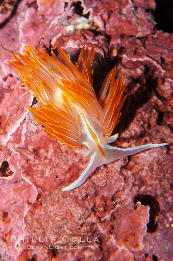 Aeolid nudibranch, Hermissenda crassicornis., Hermissenda crassicornis, natural history stock photograph, photo id 09030