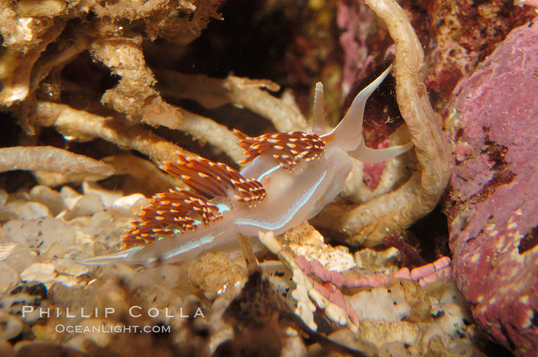 Aeolid nudibranch., Hermissenda crassicornis, natural history stock photograph, photo id 09024