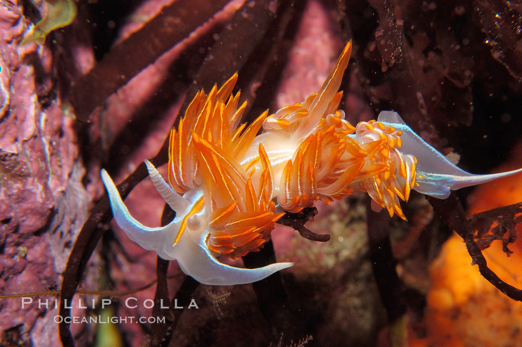 Aeolid nudibranch., Hermissenda crassicornis, natural history stock photograph, photo id 09028