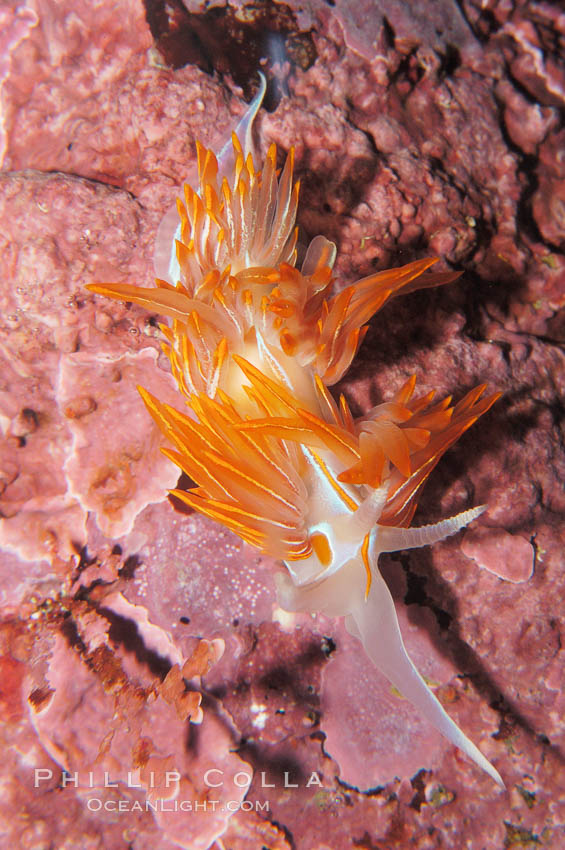 Aeolid nudibranch., Hermissenda crassicornis, natural history stock photograph, photo id 09031