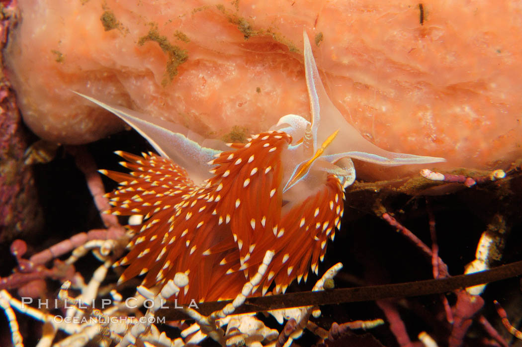 Aeolid nudibranch., Hermissenda crassicornis, natural history stock photograph, photo id 09025