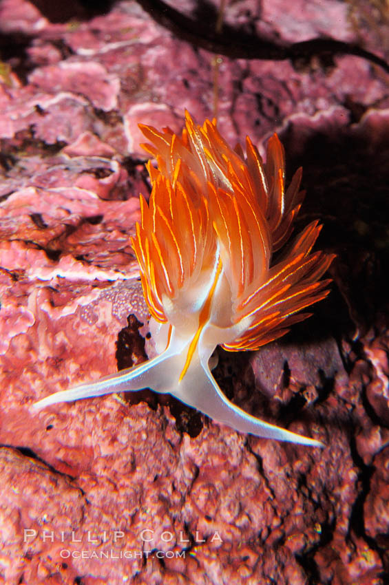 Aeolid nudibranch., Hermissenda crassicornis, natural history stock photograph, photo id 09029