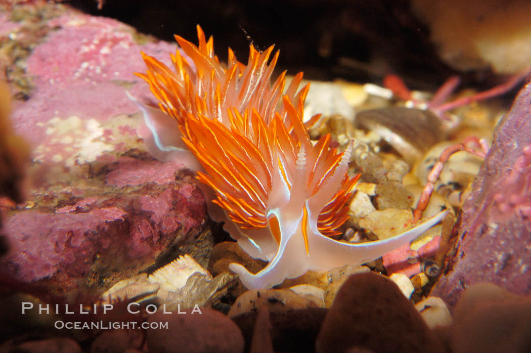 Aeolid nudibranch., Hermissenda crassicornis, natural history stock photograph, photo id 09037