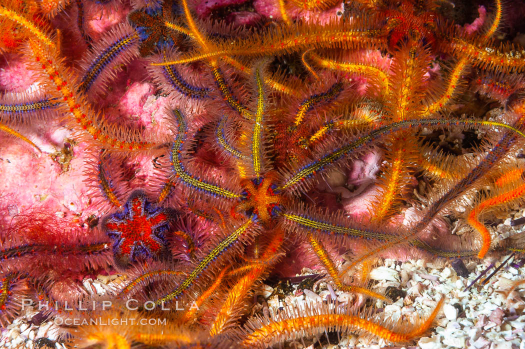 Brittle sea stars (starfish) spread across the rocky reef in dense numbers. Santa Barbara Island, California, USA, Ophiothrix spiculata, natural history stock photograph, photo id 10154