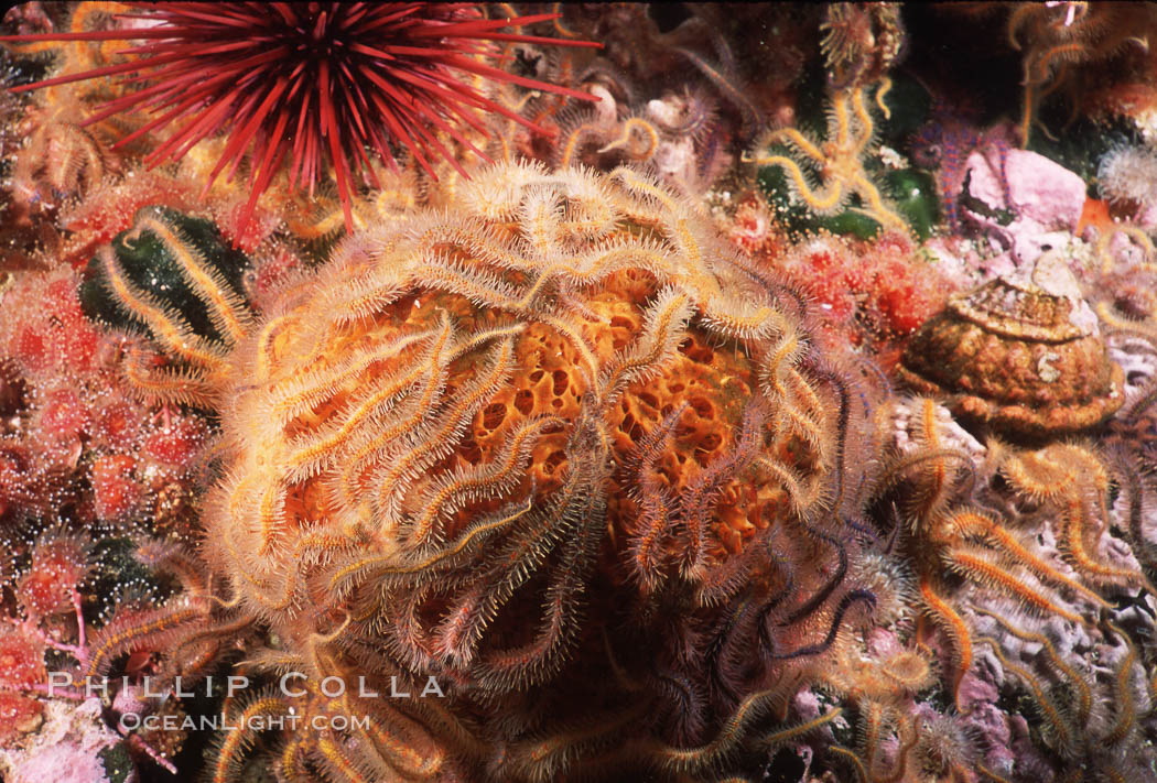 Brittle stars covering sponge and rocky reef. Santa Barbara Island, California, USA, Ophiothrix spiculata, natural history stock photograph, photo id 04715